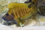 Altolamprologus compressiceps Gold