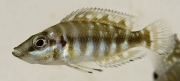 Altolamprologus calvus Black