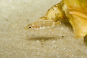 Altolamprologus calvus Black