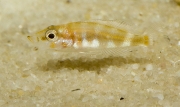 Altolamprologus calvus Black