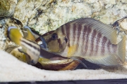 Altolamprologus compressiceps Gold