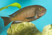 Tropheus sp. Chimba