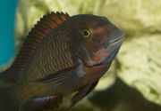 Tropheus sp. Chimba