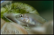 Altolamprologus compressiceps Cameron Bay shell