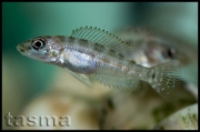 Altolamprologus fasciatus