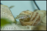 Altolamprologus compressiceps Cameron Bay shell