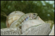 Altolamprologus compressiceps Cameron Bay shell