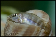 Altolamprologus compressiceps Cameron Bay shell