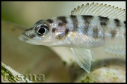 Altolamprologus fasciatus