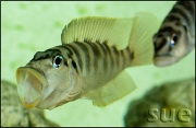 Altolamprologus fasciatus