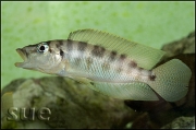 Altolamprologus fasciatus