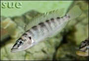 Altolamprologus fasciatus