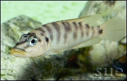 Altolamprologus fasciatus