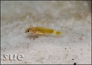 Altolamprologus compressiceps Sumbu