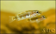 Altolamprologus calvus Black