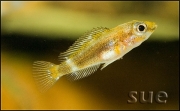 Altolamprologus compressiceps Gold