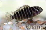 Tropheus sp. Chimba