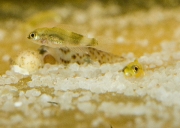 Altolamprologus compressiceps Gold