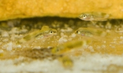 Altolamprologus calvus Black