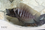 Altolamprologus calvus Black