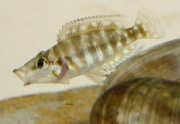 Altolamprologus calvus Black