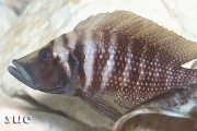 Altolamprologus calvus Black