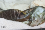 Altolamprologus calvus Black