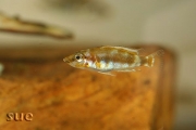 Altolamprologus calvus Black