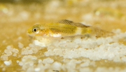 Altolamprologus compressiceps Gold