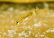 Altolamprologus compressiceps Gold