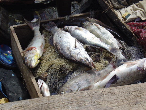 Ryby złowione za pomocą sieci