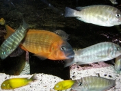 Petrochromis sp. red "Bulu Point"
