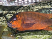 Petrochromis sp. red