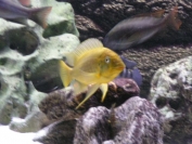 Petrochromis sp. Moshi Yellow