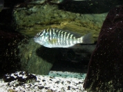 Petrochromis polyodon Ubwari