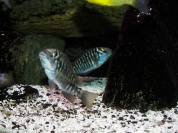 Petrochromis polyodon Ubwari