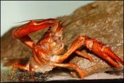 Procambarus clarki