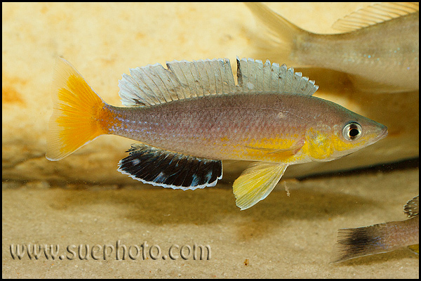 Cyprichromis sp. "Leptosoma Jumbo" Kachese