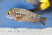 Tropheus sp. Molwe