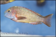 Tropheus sp. Molwe