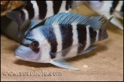 Cyphotilapia gibberosa Musenga