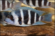 Cyphotilapia gibberosa Musenga