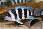 Cyphotilapia gibberosa Musenga