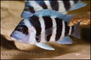 Cyphotilapia gibberosa Musenga