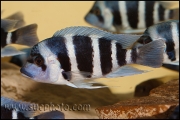 Cyphotilapia gibberosa Musenga