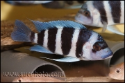 Cyphotilapia gibberosa Musenga