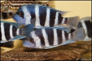 Cyphotilapia gibberosa Musenga