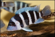 Cyphotilapia gibberosa Musenga