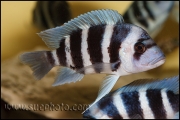 Cyphotilapia gibberosa Musenga