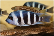 Cyphotilapia gibberosa Musenga